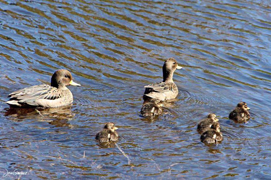 Detras Del Ciprés San Carlos de Bariloche